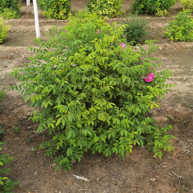 食用玫瑰種植基地 食用玫瑰種植基地