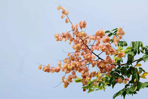 欒樹果實 欒樹果實