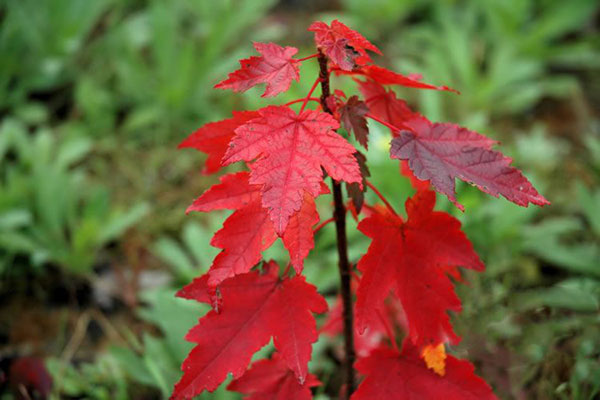 美國紅楓 美國紅楓