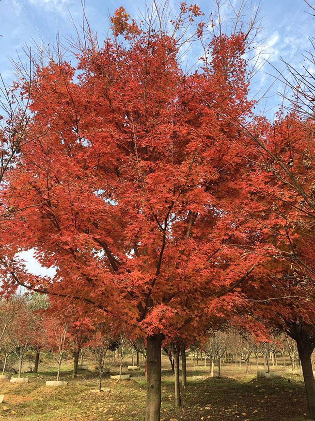 美國紅楓小苗怎樣種植?美國紅楓小苗管理技術(shù) 美國紅楓小苗怎樣種植?美國紅楓小苗管理技術(shù)