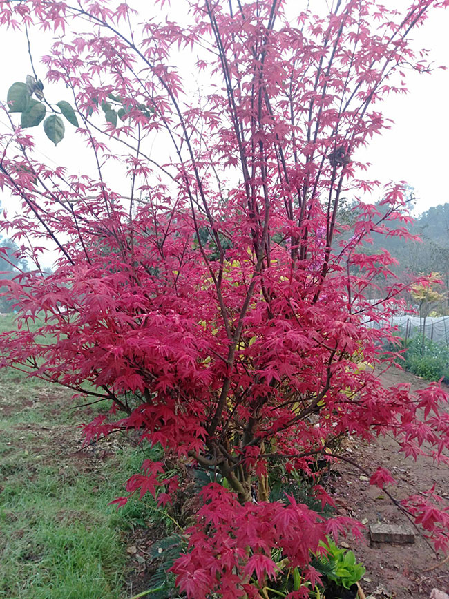 1586492004167976.jpg 美國紅楓小苗怎樣種植?美國紅楓小苗管理技術(shù)