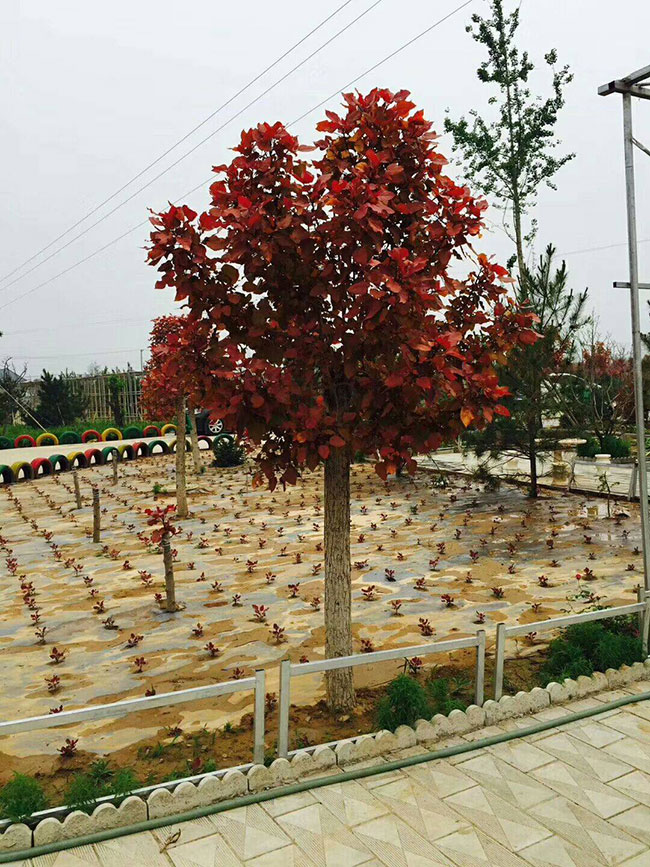 紅葉楊 紅葉楊