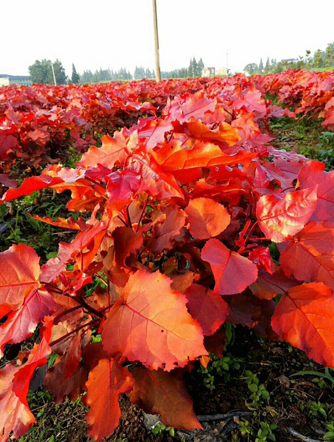 紅葉楊 紅葉楊