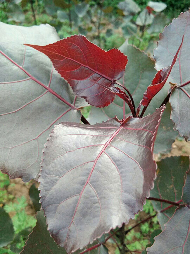 紅葉楊 紅葉楊