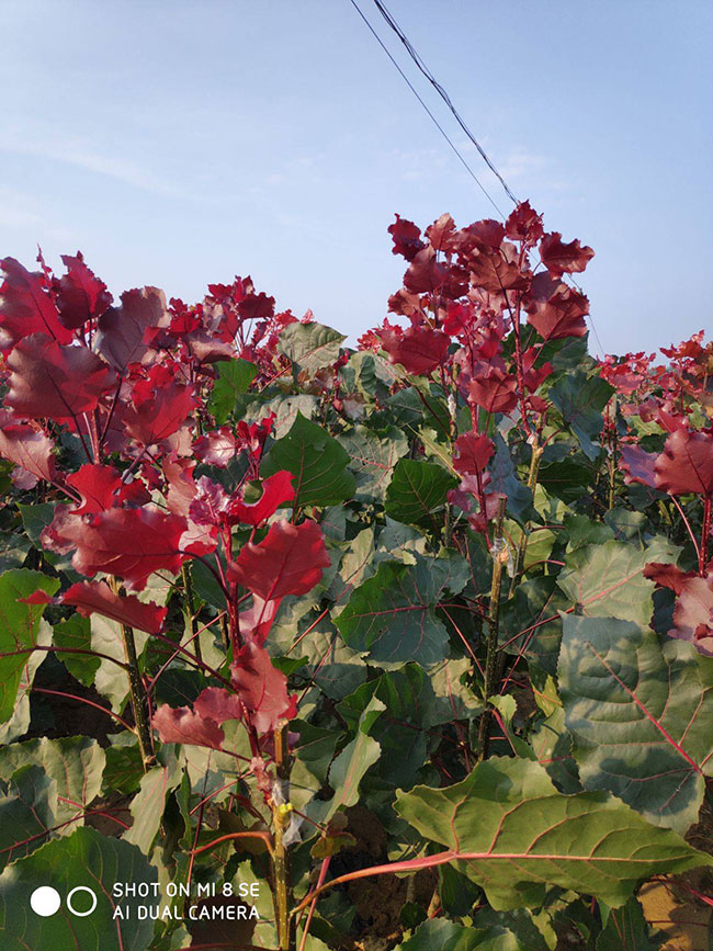 紅葉楊樹怎么種植?紅葉楊種植技術(shù) 紅葉楊樹怎么種植?紅葉楊種植技術(shù)