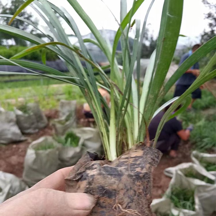 蘭花三七長景園林沭陽 蘭花三七長景園林沭陽