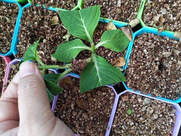 繡球扦插 繡球扦插