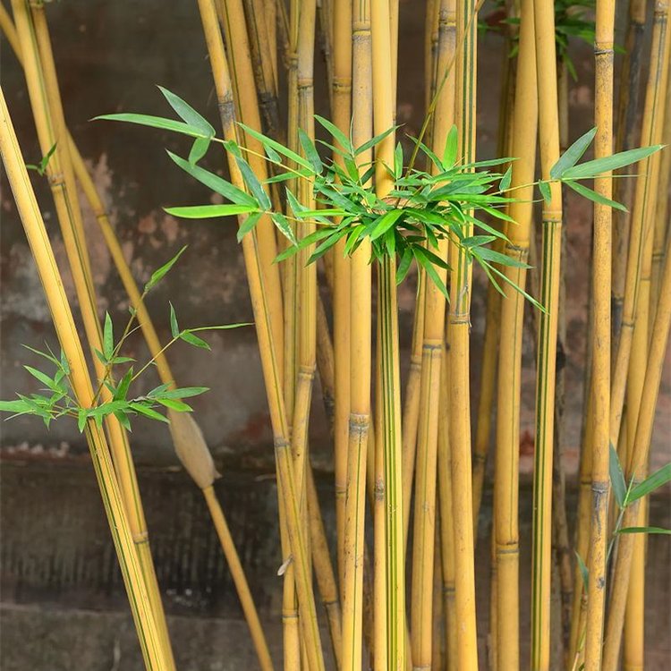 黃金竹 黃金竹
