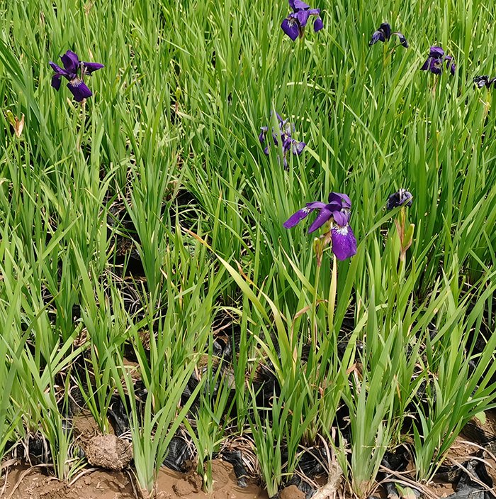 花菖蒲 花菖蒲