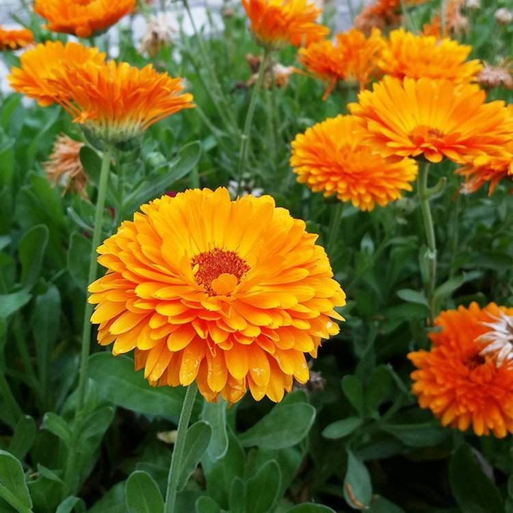金盞花 金盞花