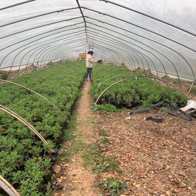 食用玫瑰種植基地 食用玫瑰種植基地