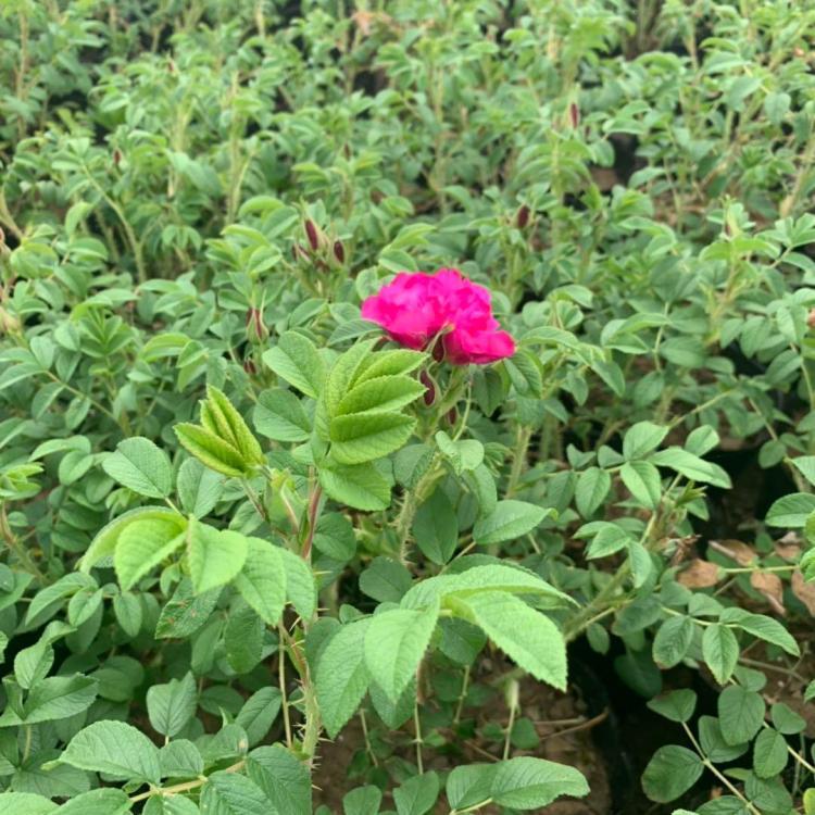 食用玫瑰種植基地 食用玫瑰種植基地